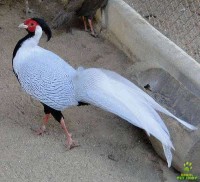 /album/fais%c3%b5es/faisao-prata-jpg/